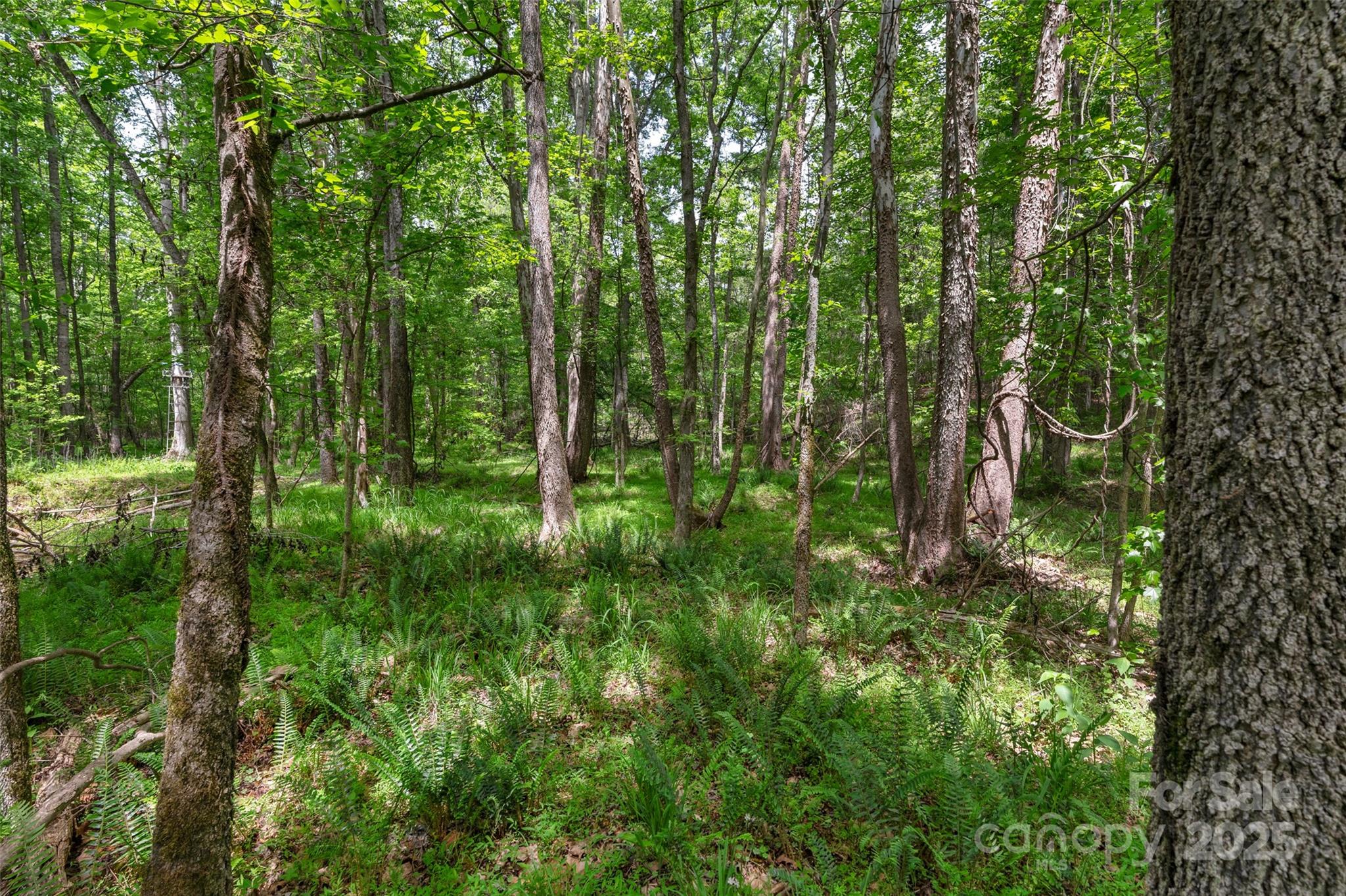 0 Green Road Lancaster, SC 29720 - Photo 16 of 44 a view of a lush green forest