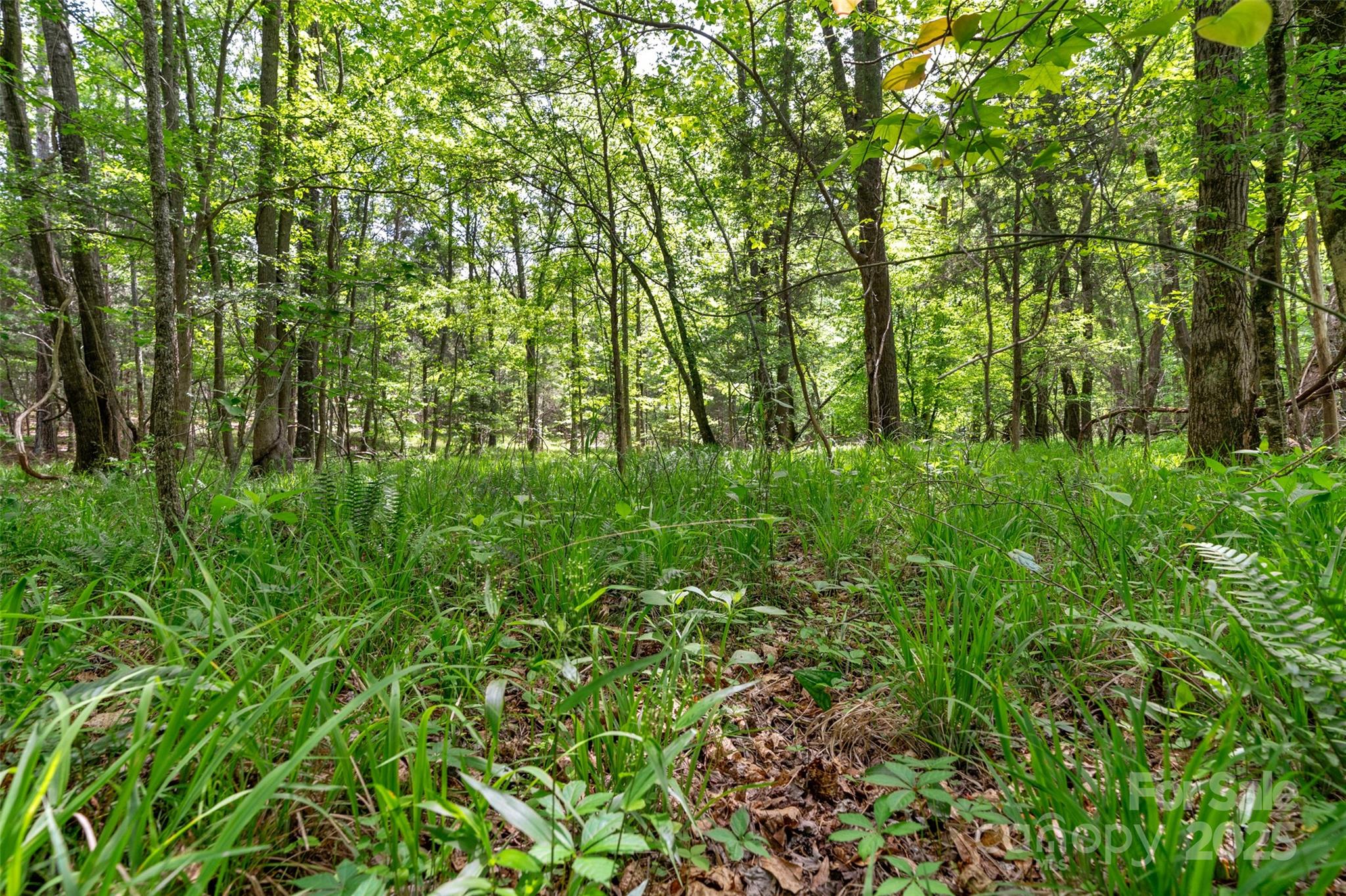 0 Green Road Lancaster, SC 29720 - Photo 19 of 44 a view of a lush green forest