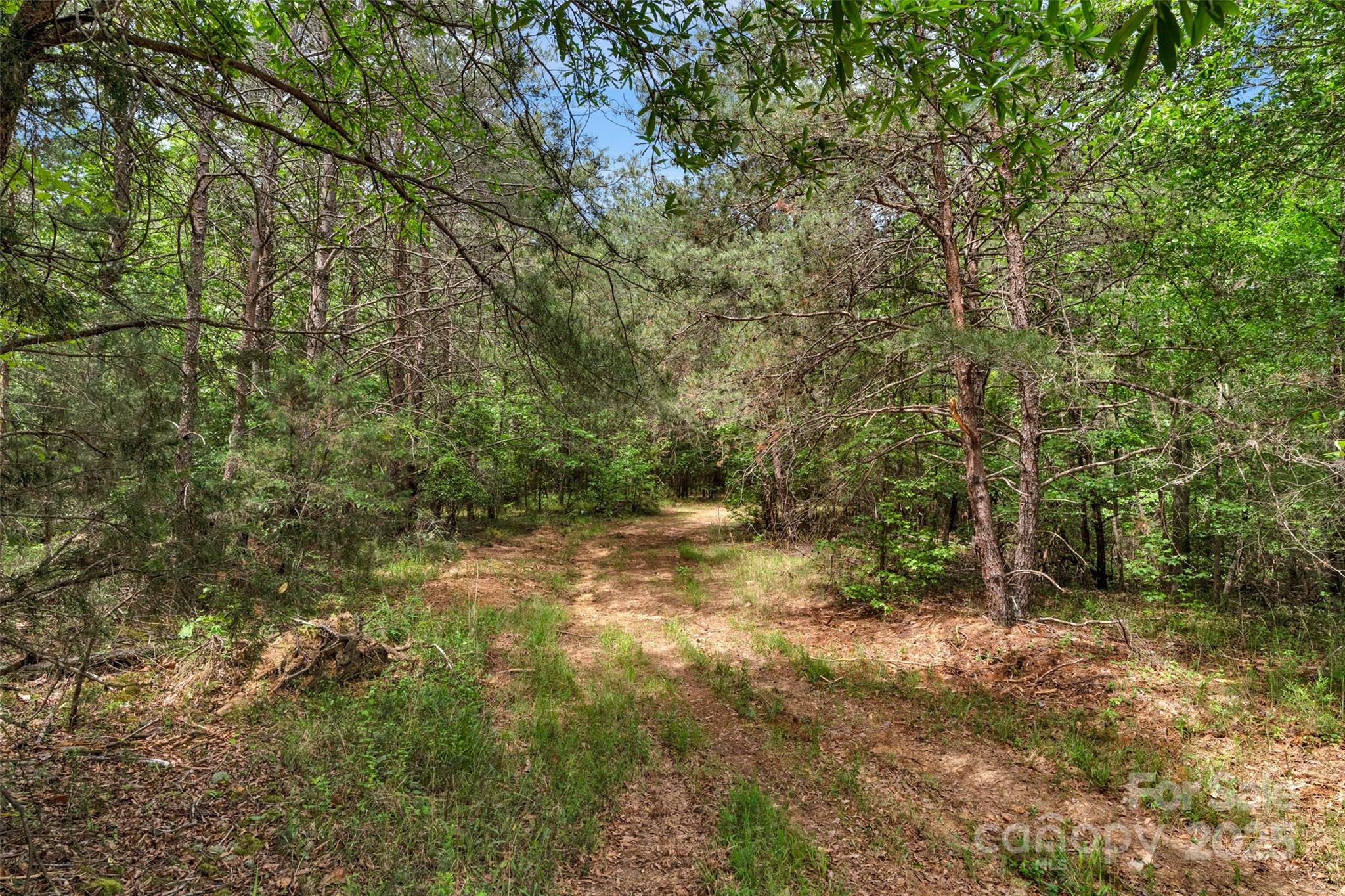 0 Green Road Lancaster, SC 29720 - Photo 21 of 44 a view of a forest with trees in the background