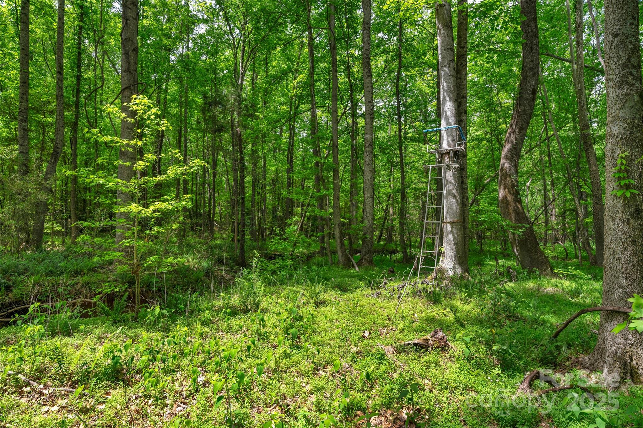 0 Green Road Lancaster, SC 29720 - Photo 5 of 44 a view of a lush green forest