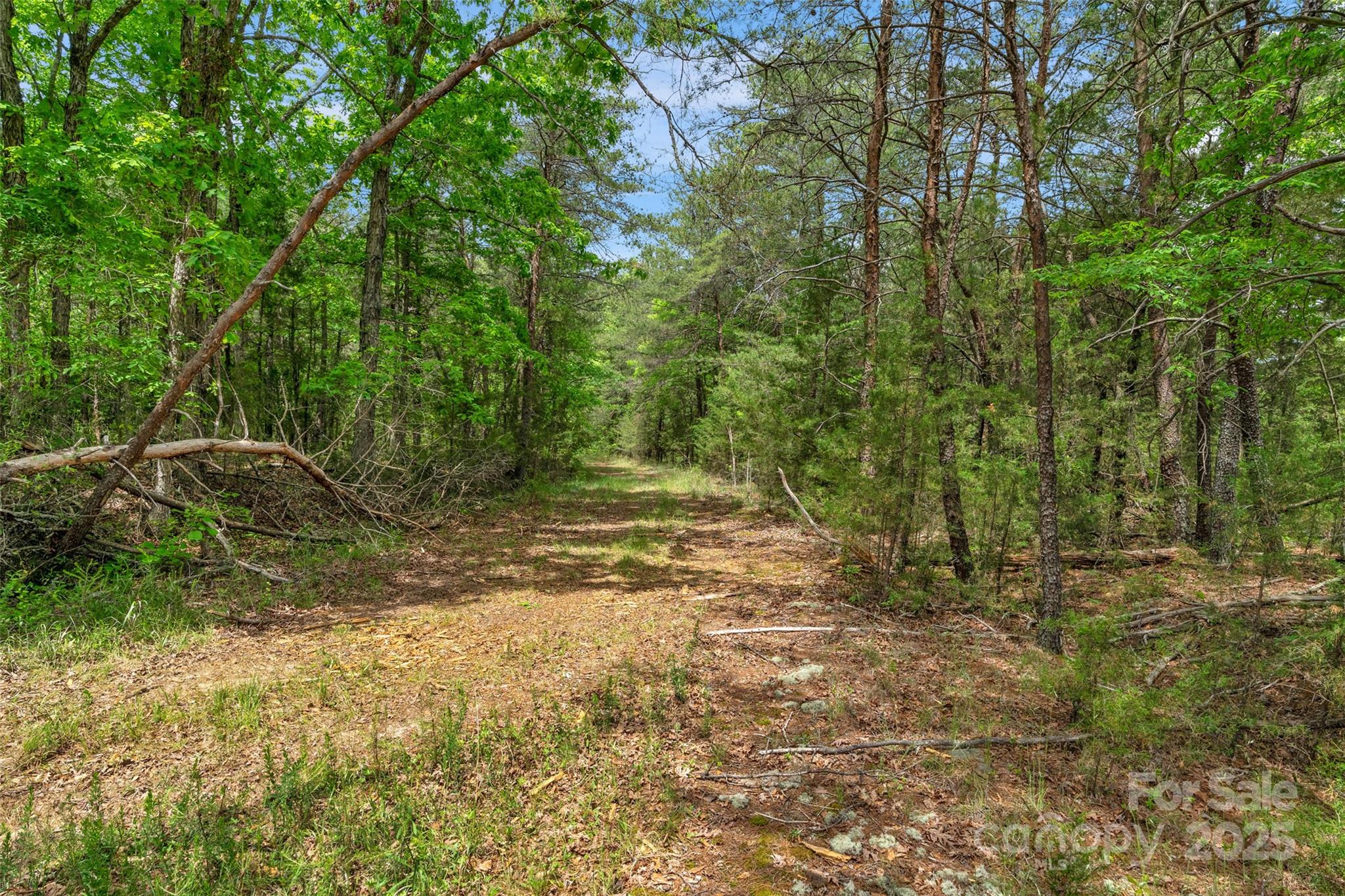 0 Green Road Lancaster, SC 29720 - Photo 6 of 44 a view of a yard with a tree