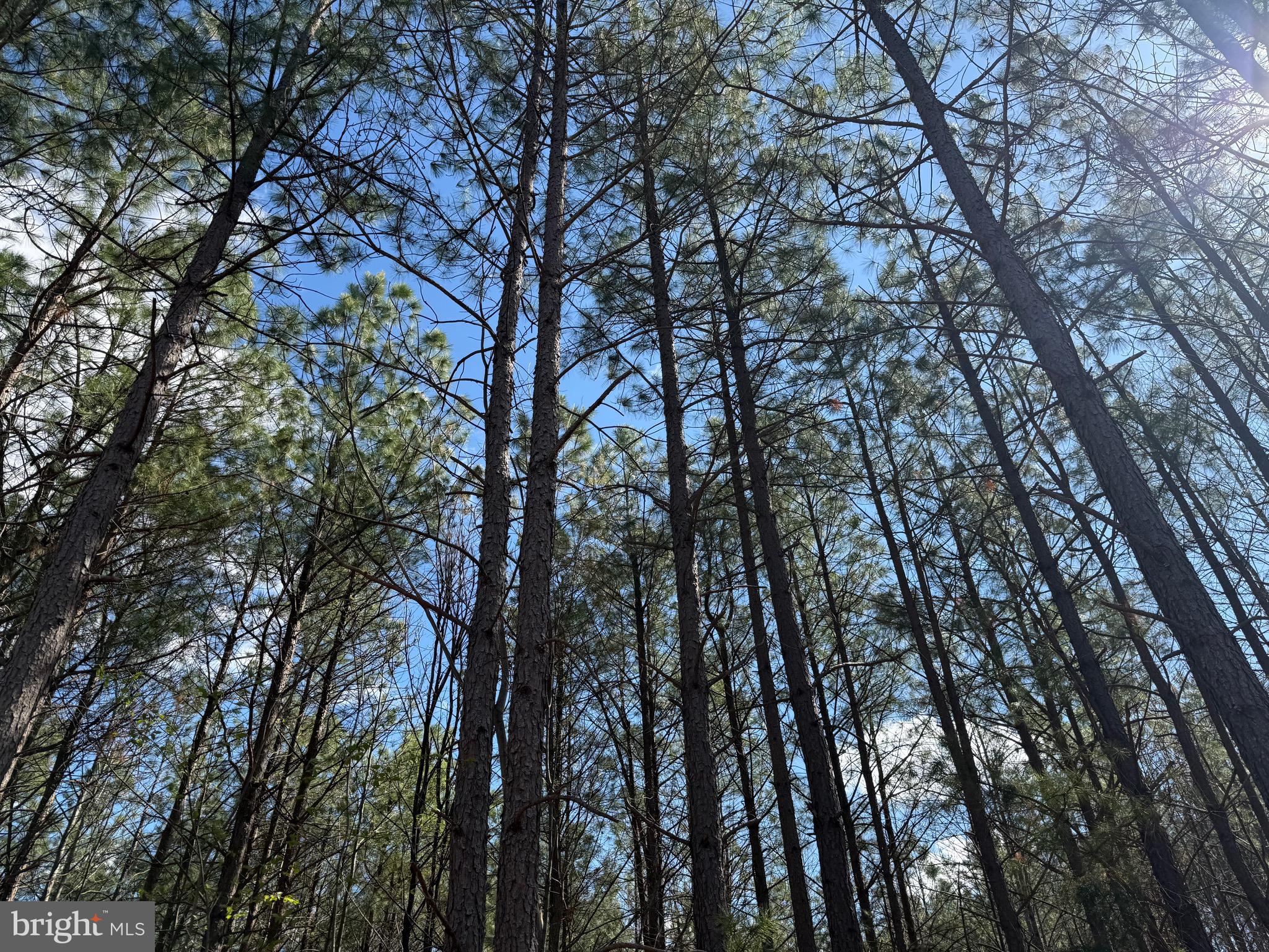 Lot B Mountain Cut Road Appomattox, VA 24522 - Photo 15 of 27