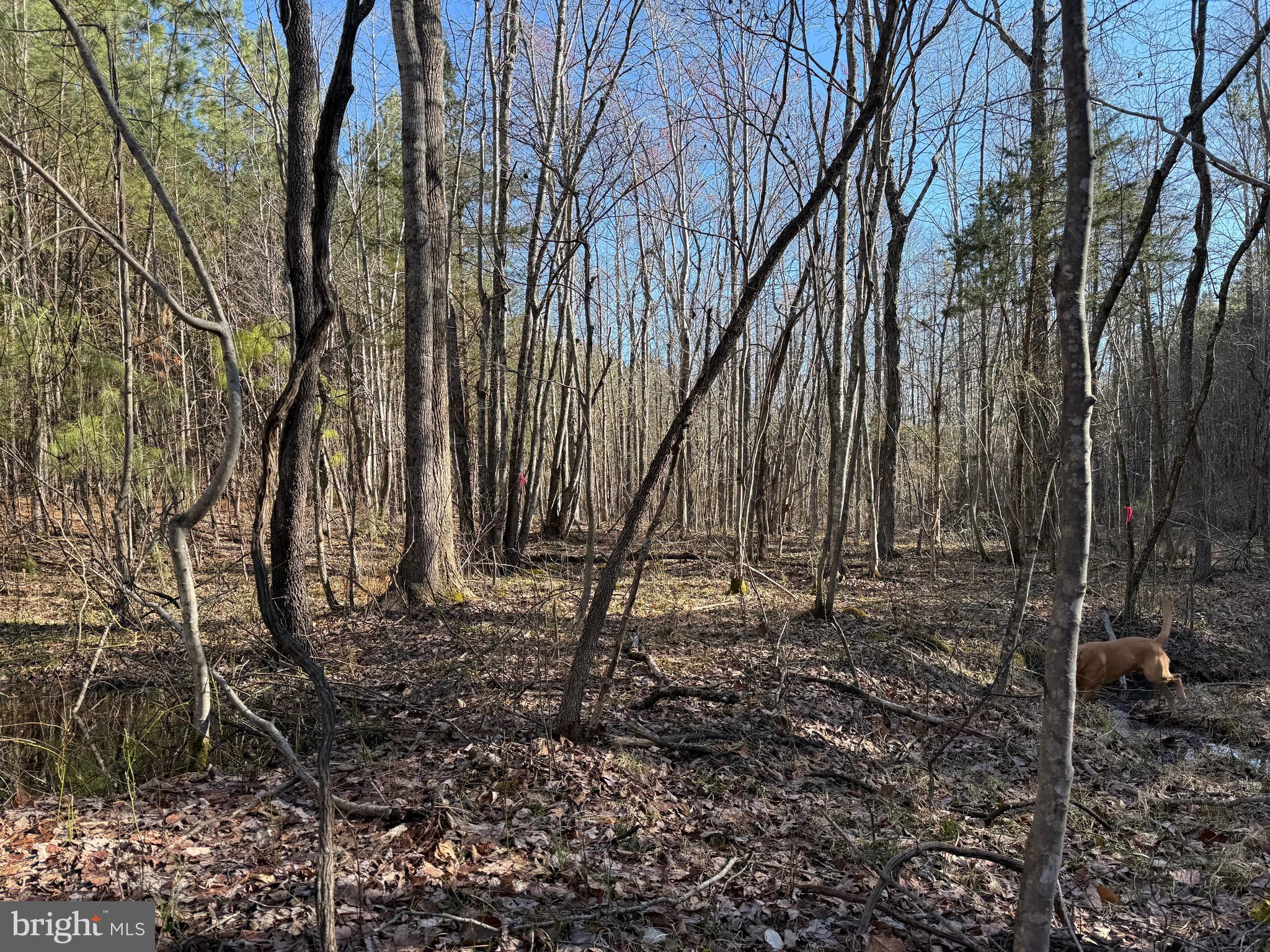 Lot B Mountain Cut Road Appomattox, VA 24522 - Photo 20 of 27