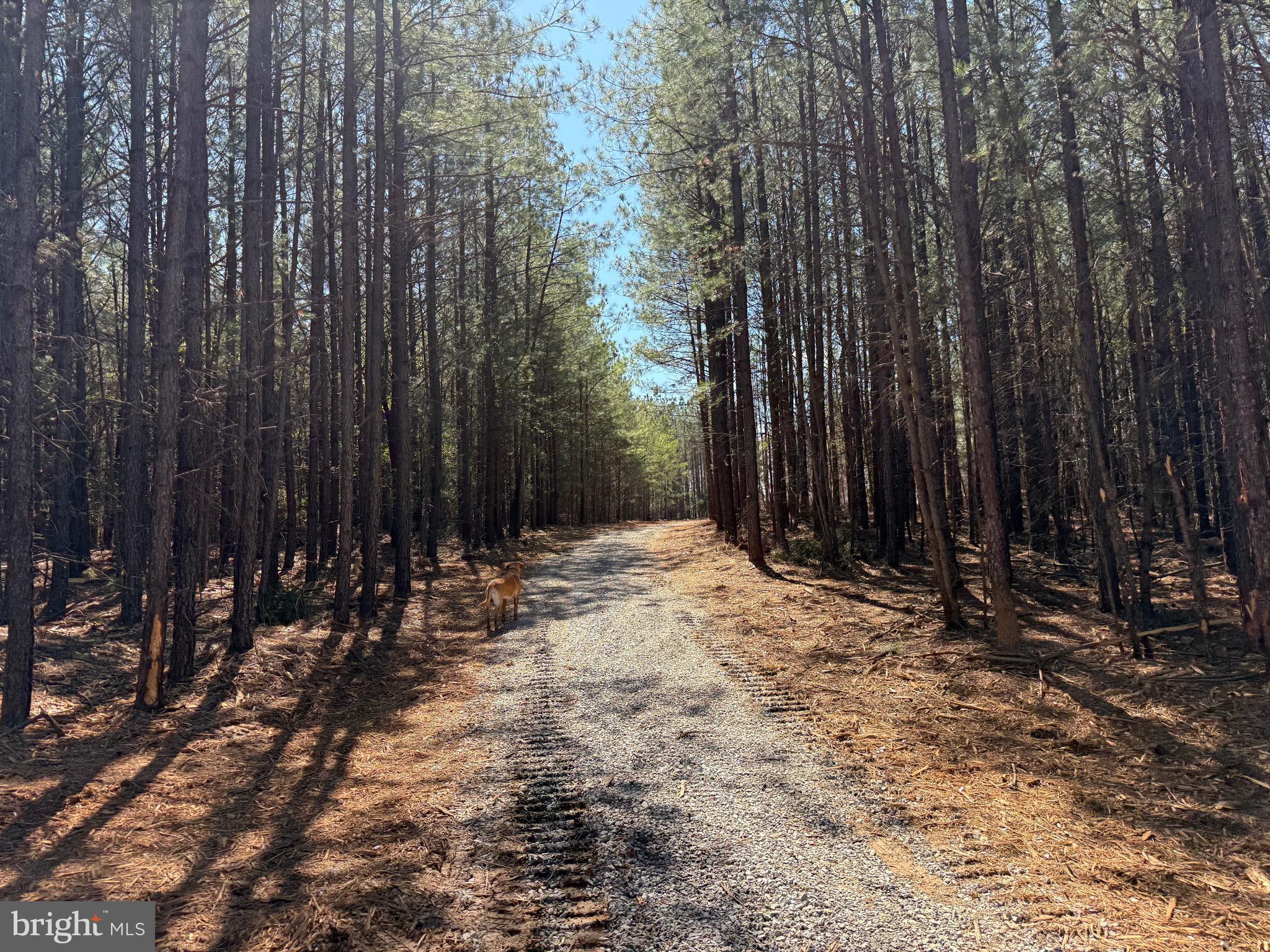 Lot B Mountain Cut Road Appomattox, VA 24522 - Photo 2 of 27