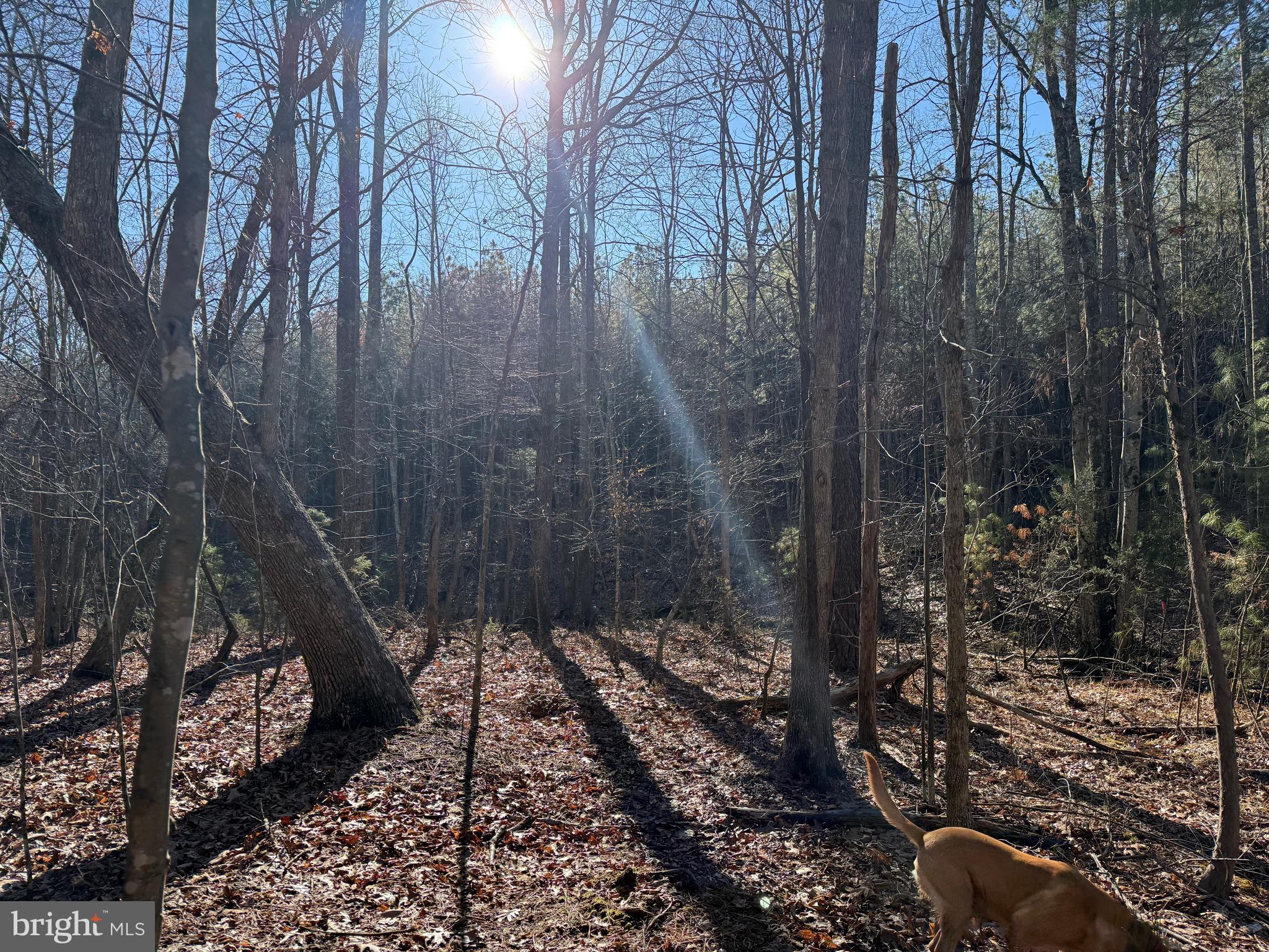 Lot B Mountain Cut Road Appomattox, VA 24522 - Photo 26 of 27