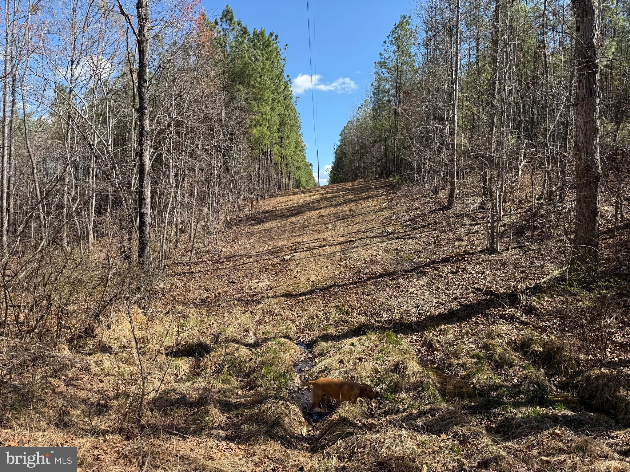 Lot B Mountain Cut Road Appomattox, VA 24522 - Photo 9 of 27