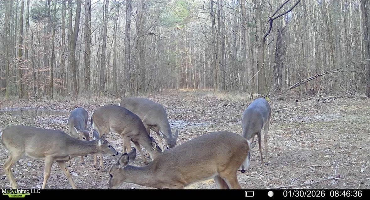 7 Cut Off Road Carthage, MS 39051 - Photo 12 of 15 164