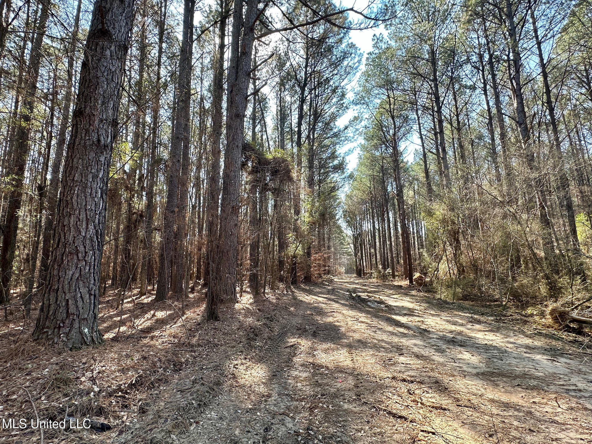 7 Cut Off Road Carthage, MS 39051 - Photo 6 of 15 45