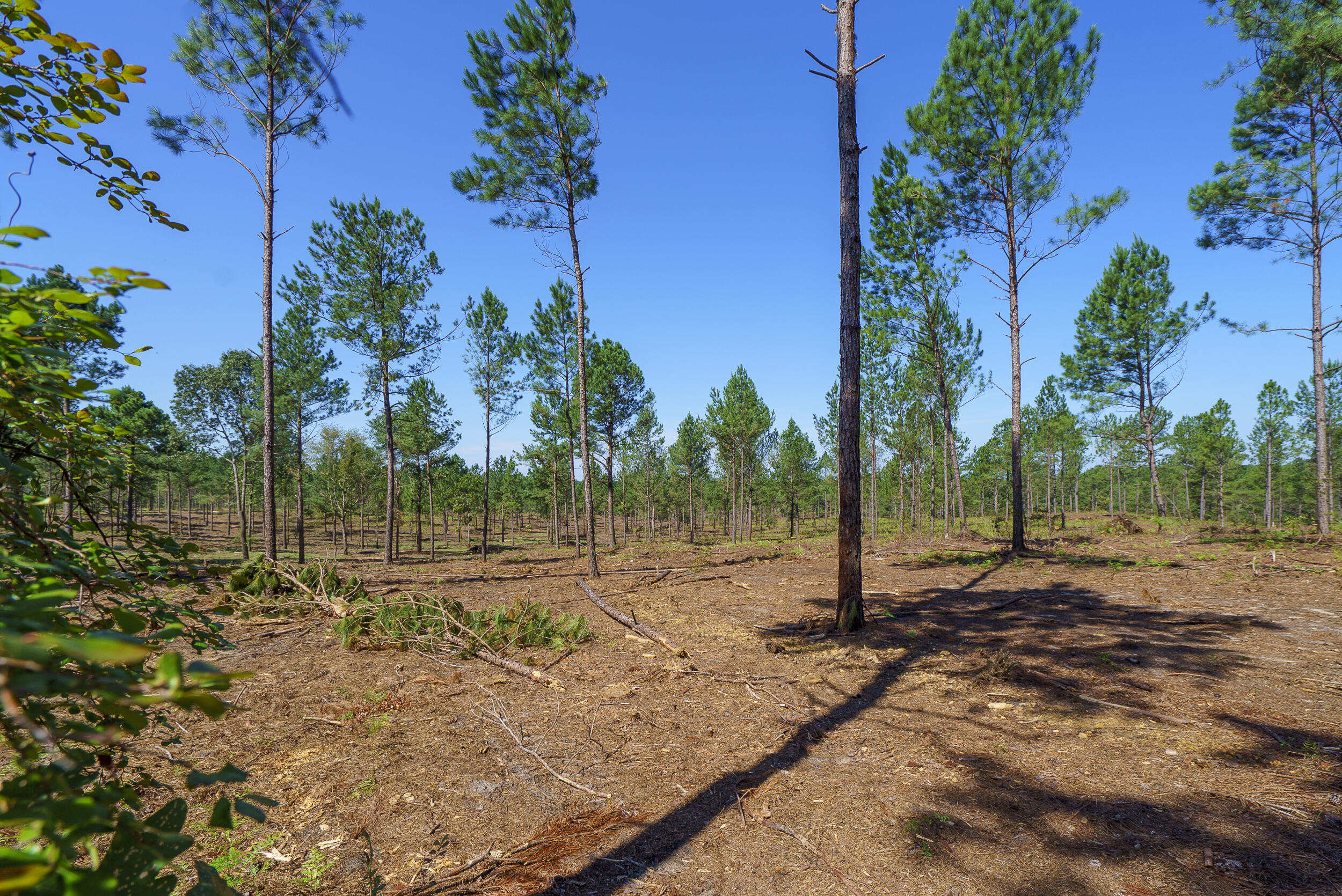 Lot 6 Bluffwood Road Wagener, SC 29164 - Photo 2 of 15