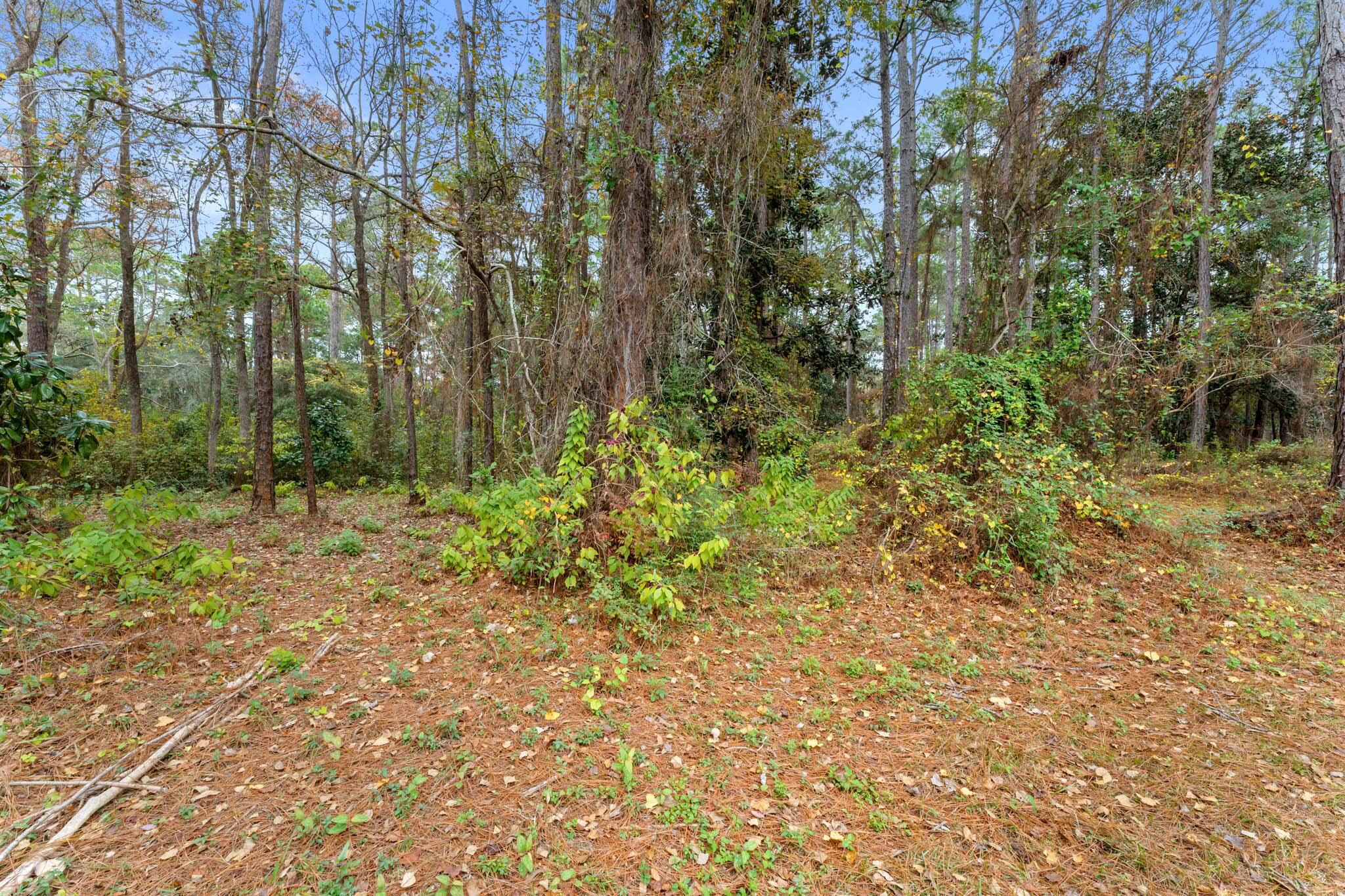 108 Osprey Lane Santa Rosa Beach, FL 32459 - Photo 34 of 40 a view of backyard with green space