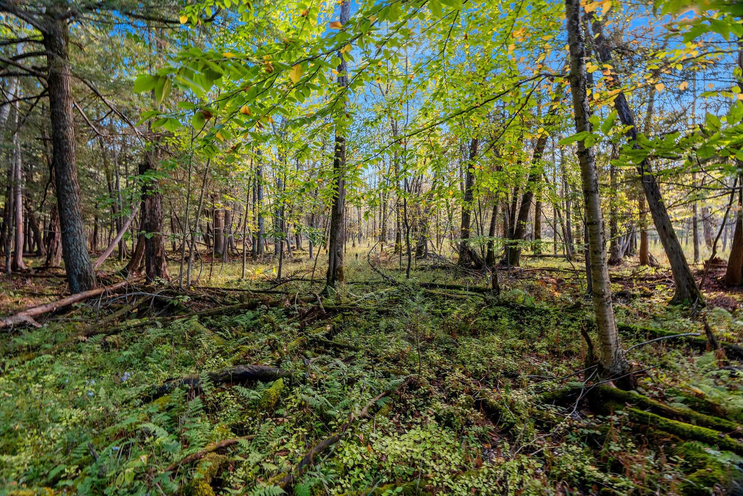 3597 North Cty Road Tigerton, WI 54486 - Photo 58 of 89