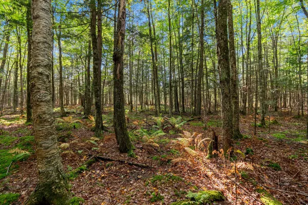 $599,900 | 3597 North Cty Road, Tigerton, WI 54486