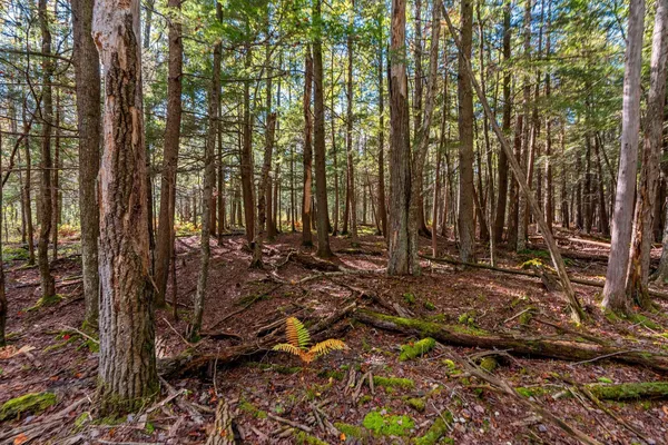 $599,900 | 3597 North Cty Road, Tigerton, WI 54486