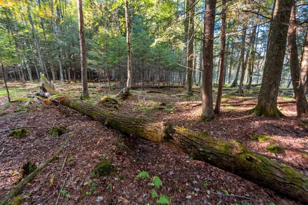 $599,900 | 3597 North Cty Road, Tigerton, WI 54486