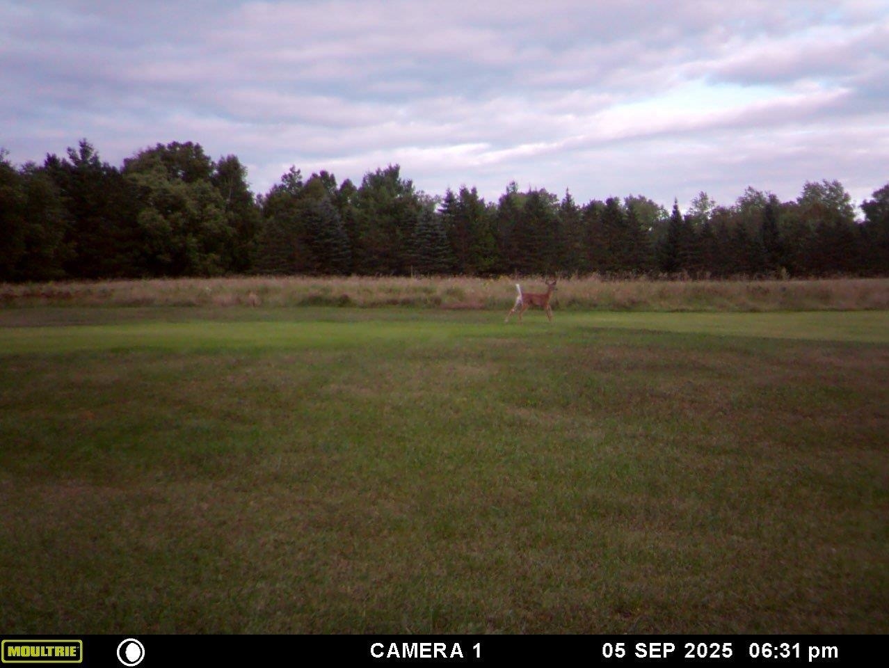 3597 North Cty Road Tigerton, WI 54486 - Photo 83 of 89
