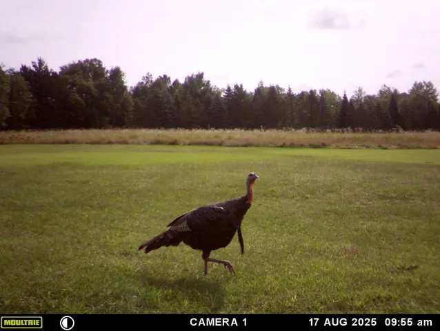 $629,900 | 3597 North Cty Road, Tigerton, WI 54486