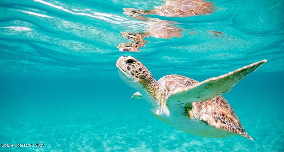 604 Highway A1a Satellite Beach, Unit 902 Satellite Beach, FL 32937 - Photo 17 of 18 a backyard of a house with lots of green space