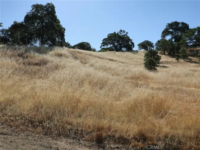 a view of a dry yard