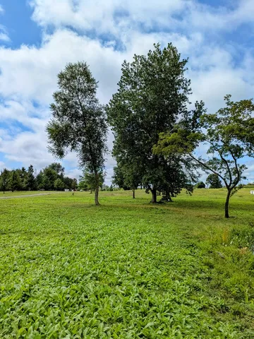 a view of a park with large trees