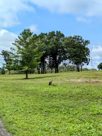 a view of a big yard with a large trees