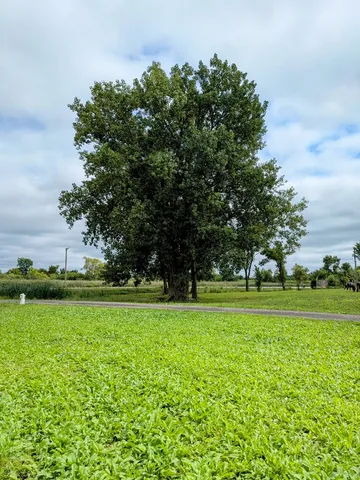 a view of a field with large trees