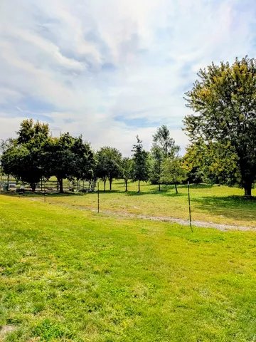 a view of a large trees with a big yard