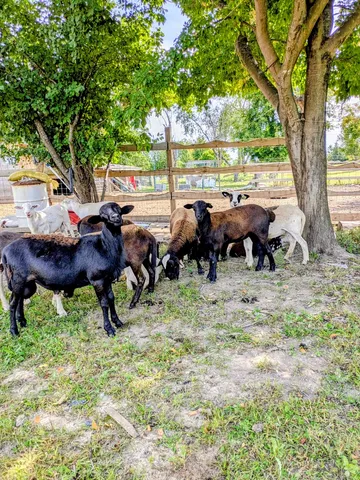 a view of a yard and patio