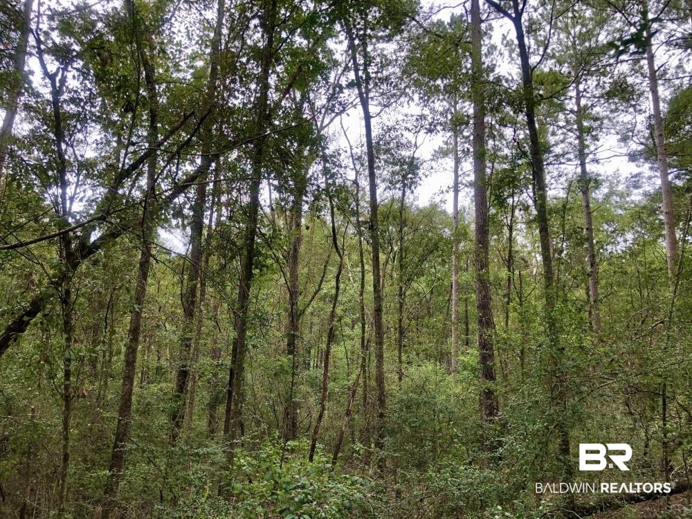 0 Nathan Jordan Road Chatom, AL 36518 - Photo 4 of 12
