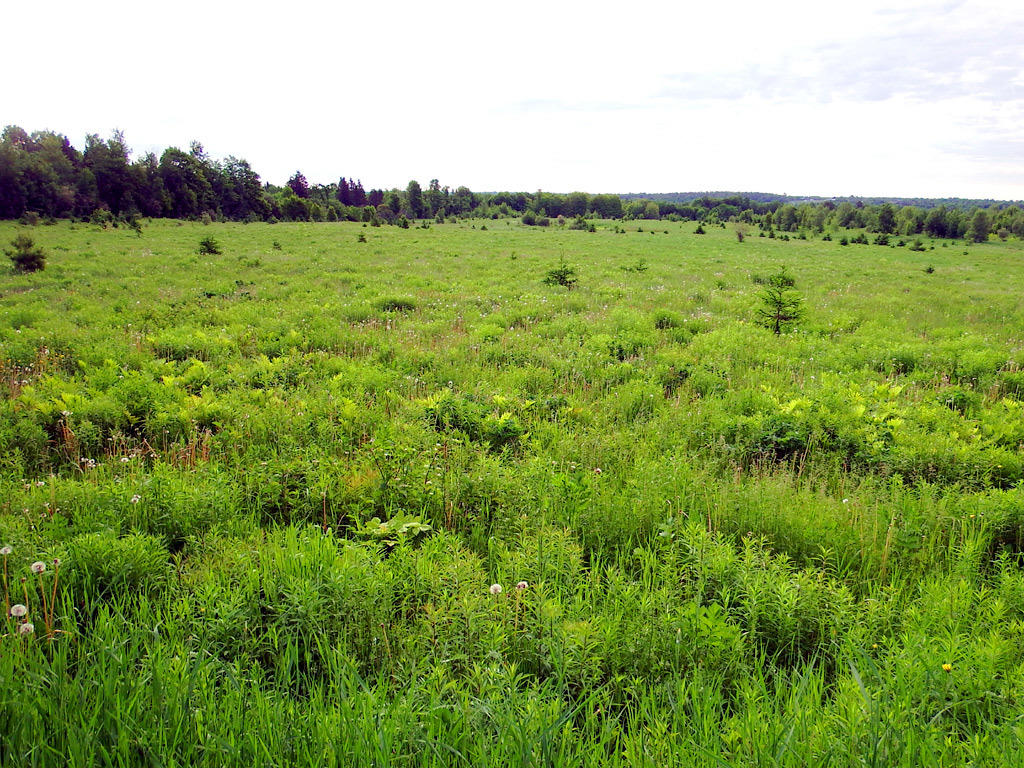 Lot 12 New Limerick Road Houlton, ME 04730 - Photo 2 of 32 maine-farms-3