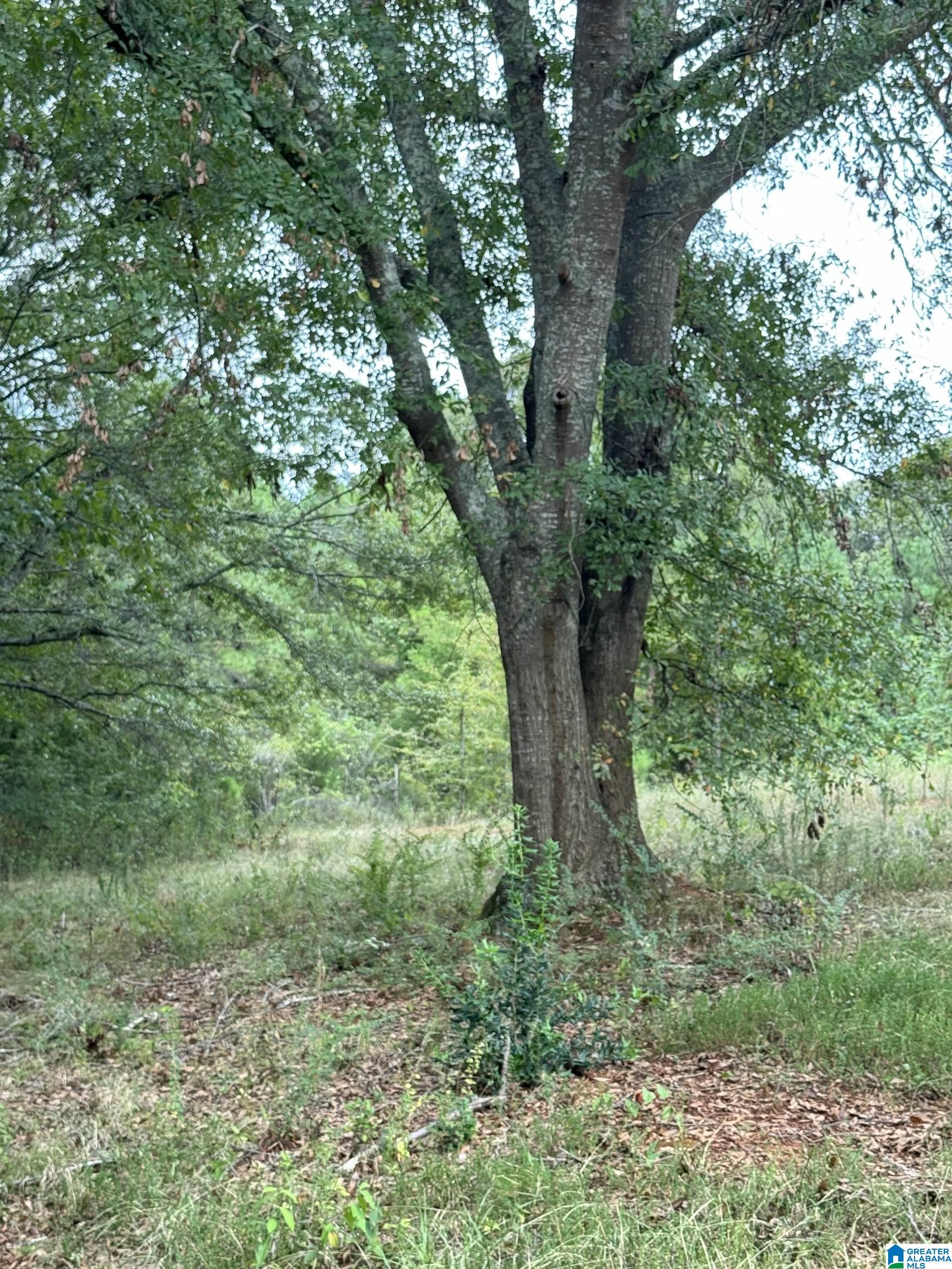 0 Mardisville Road Talladega, AL 35160 - Photo 1 of 2