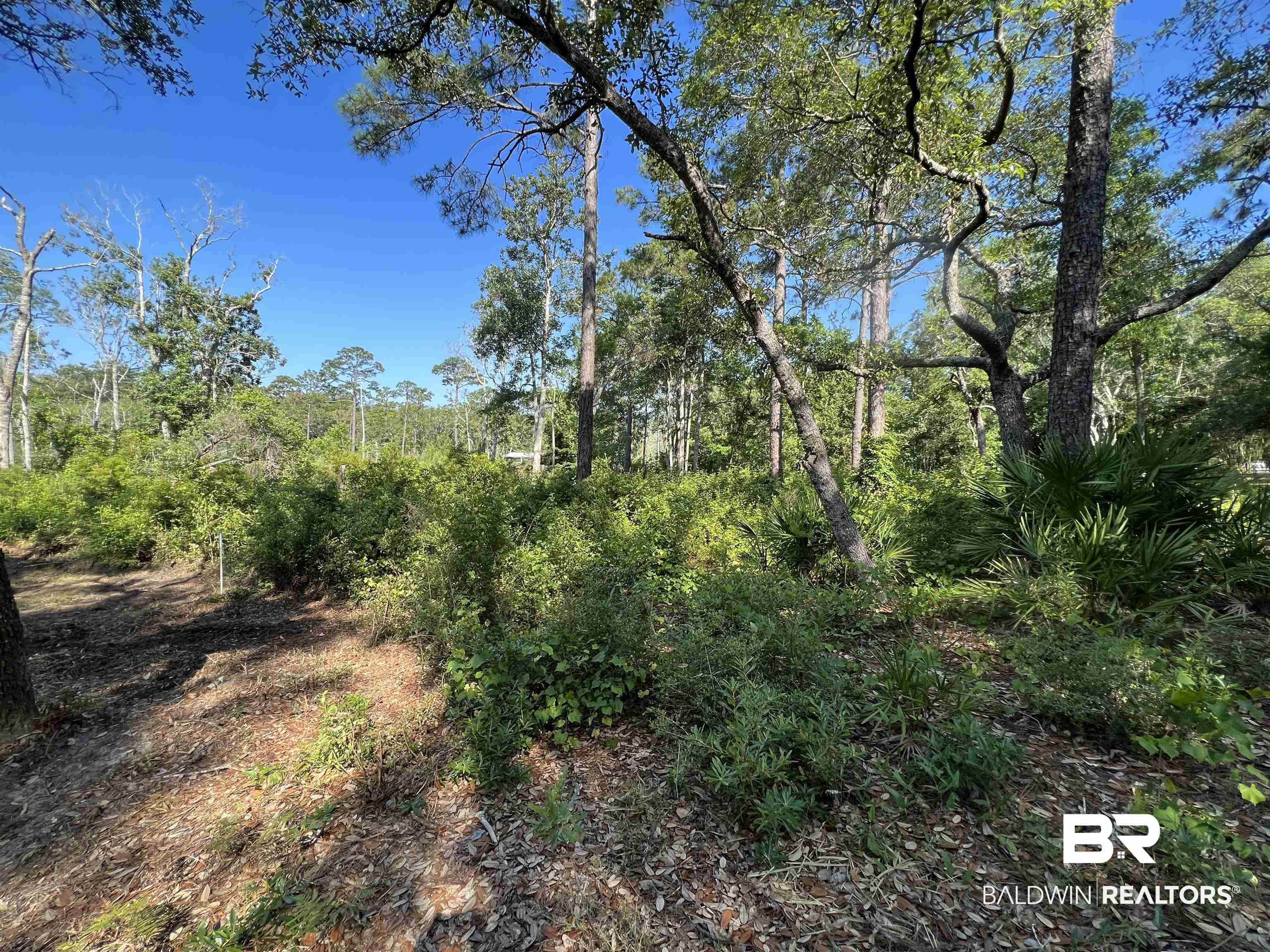 9545 North Bayou Road Lillian, AL 36549 - Photo 21 of 34 View of local wilderness featuring a forest view