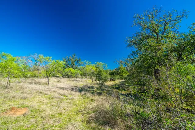 a view of a yard with a plant