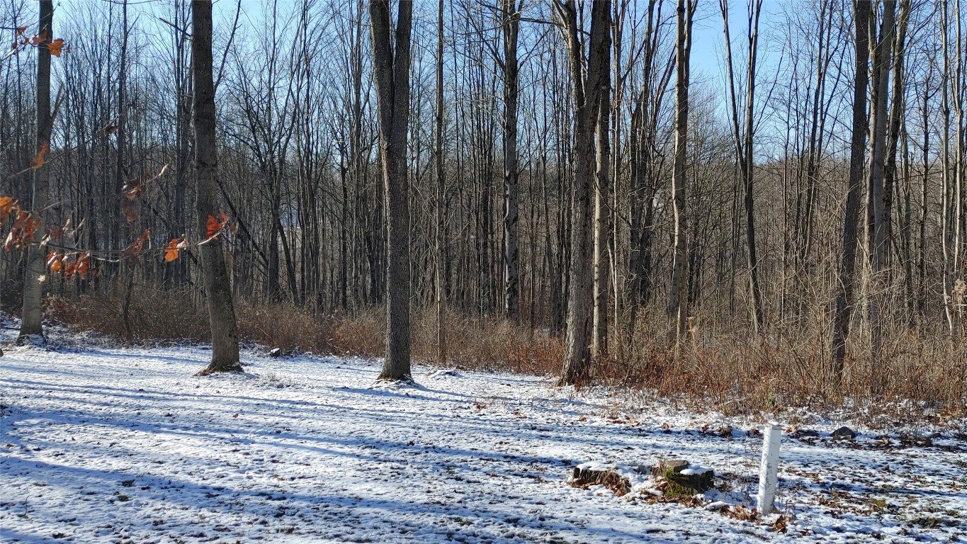 295 Stein Road Greene, NY 13746 - Photo 3 of 16