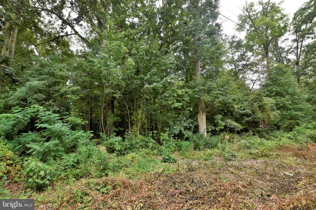 a view of a lush green forest