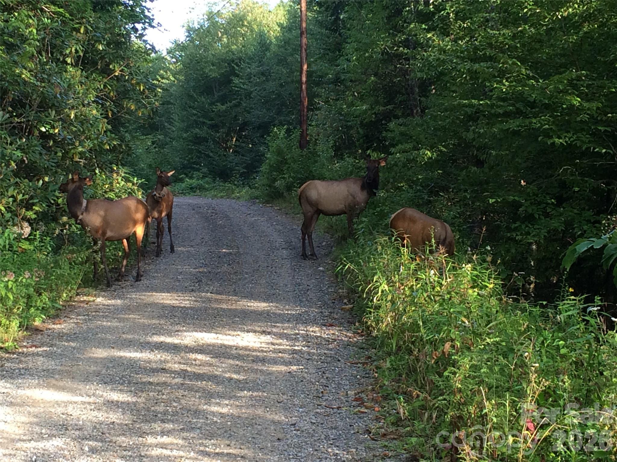 399 Bent Tree Road Maggie Valley, NC 28751 - Photo 38 of 48 a view of a backyard with sitting area