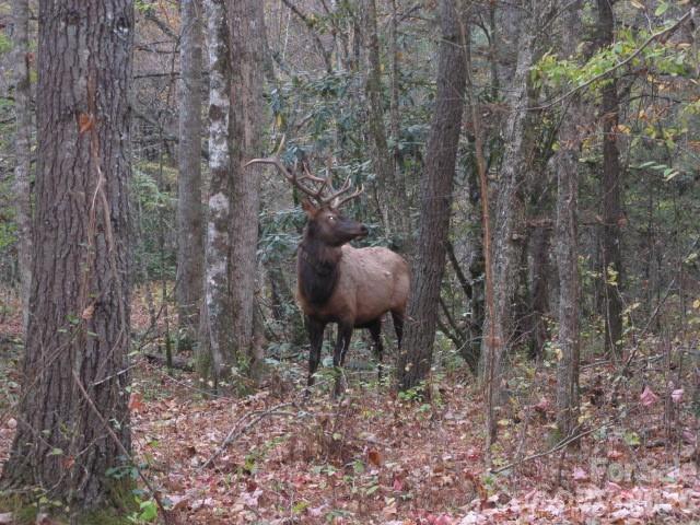 399 Bent Tree Road Maggie Valley, NC 28751 - Photo 40 of 48 a view of a yard in a forest