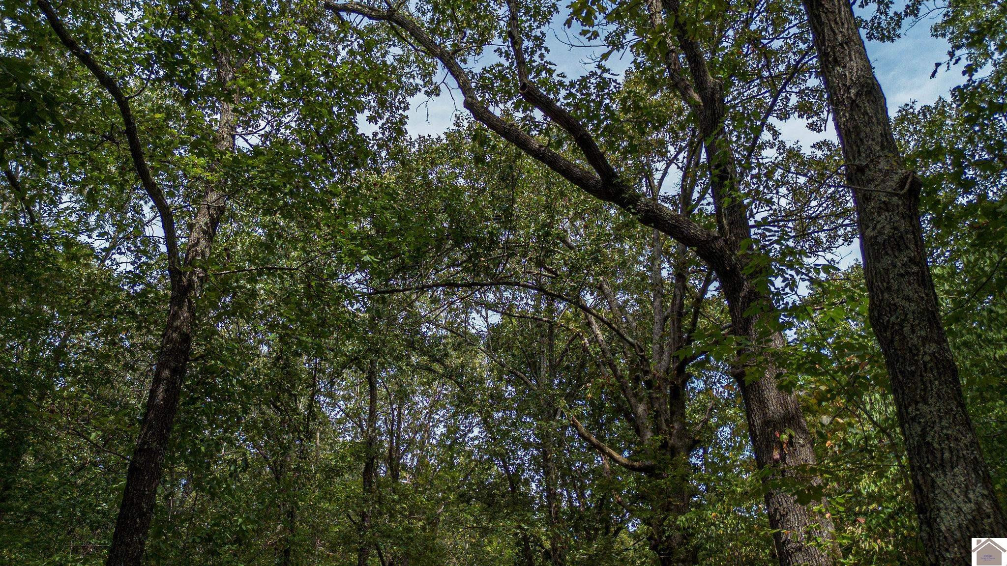 0 Corinth Church Road Grand Rivers, KY 42045 - Photo 23 of 49 Photo 23