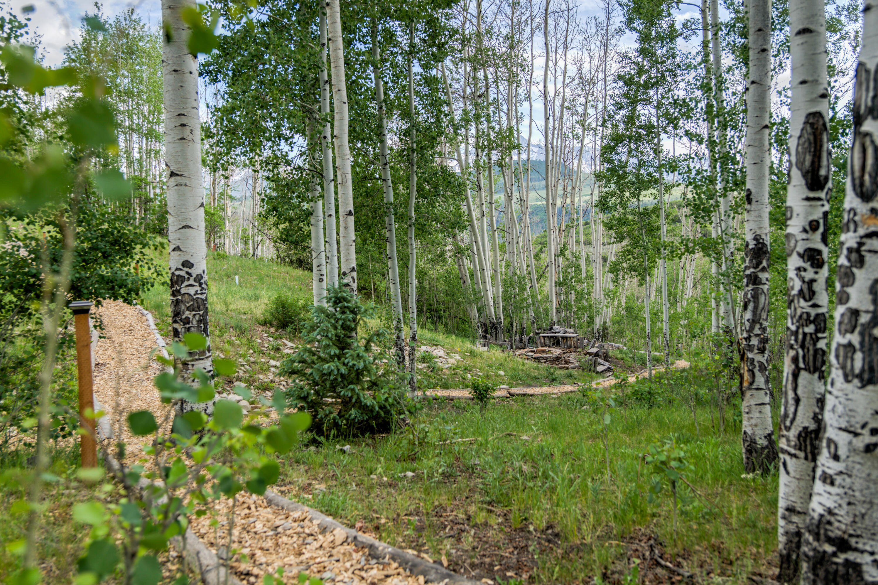 6131 Last Dollar Road Telluride, CO 81435 - Photo 61 of 86 a view of a garden with plants and large trees