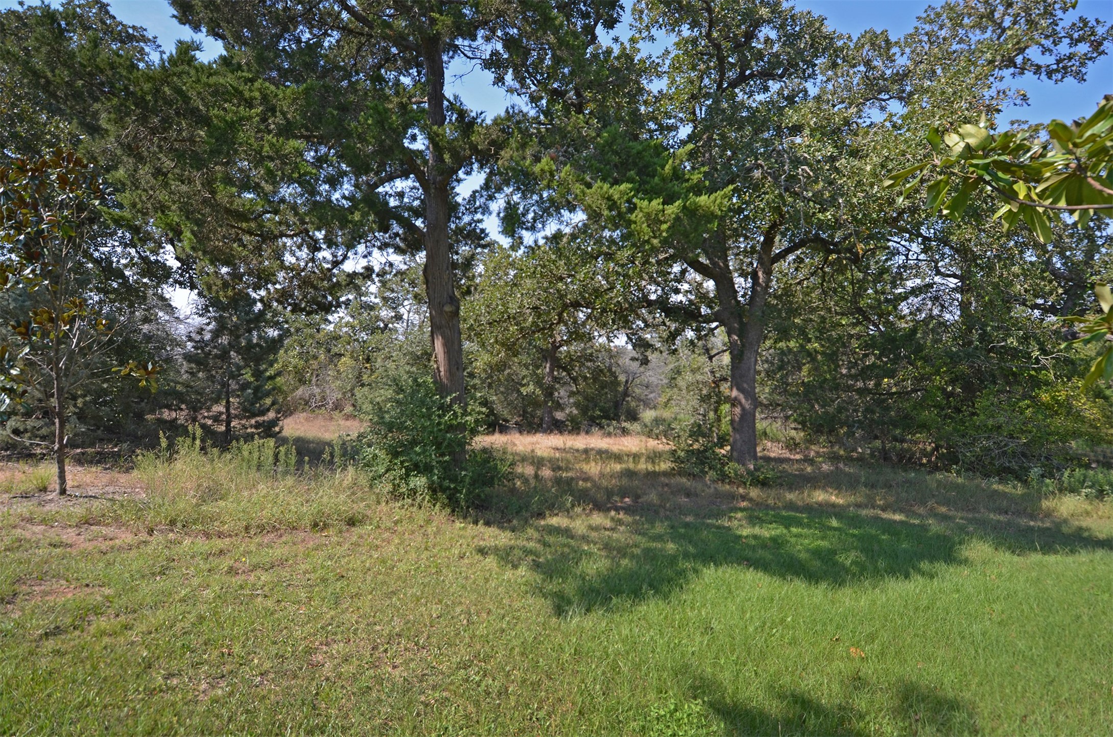 1880 Schoenberg Road Carmine, TX 78932 - Photo 8 of 36 a backyard of a house with lots of green space