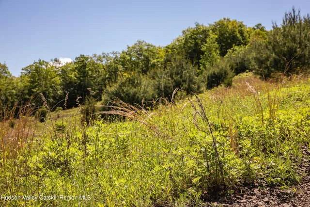 a view of a yard with plants and trees