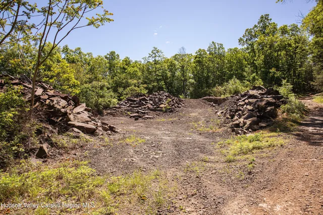 a view of a forest filled with trees