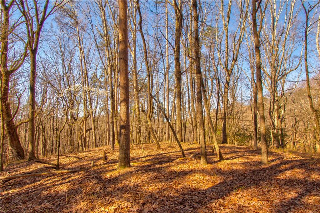 27.68 Chapman Ridge Lane Murrayville, GA 30564 - Photo 4 of 14 a backyard of a house with a shaded area