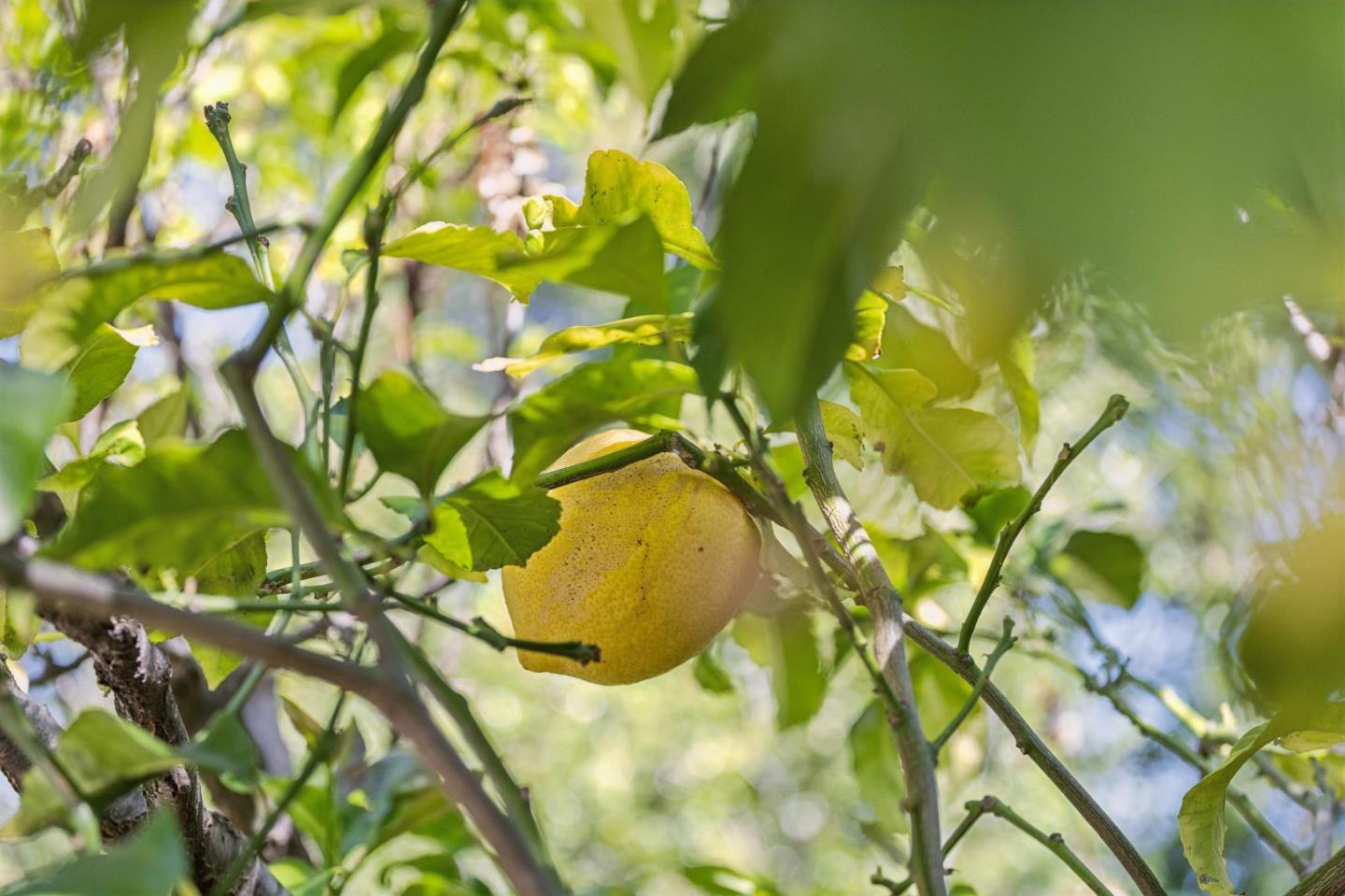 830 Monte Rosa Drive Menlo Park, CA 94025 - Photo 54 of 57