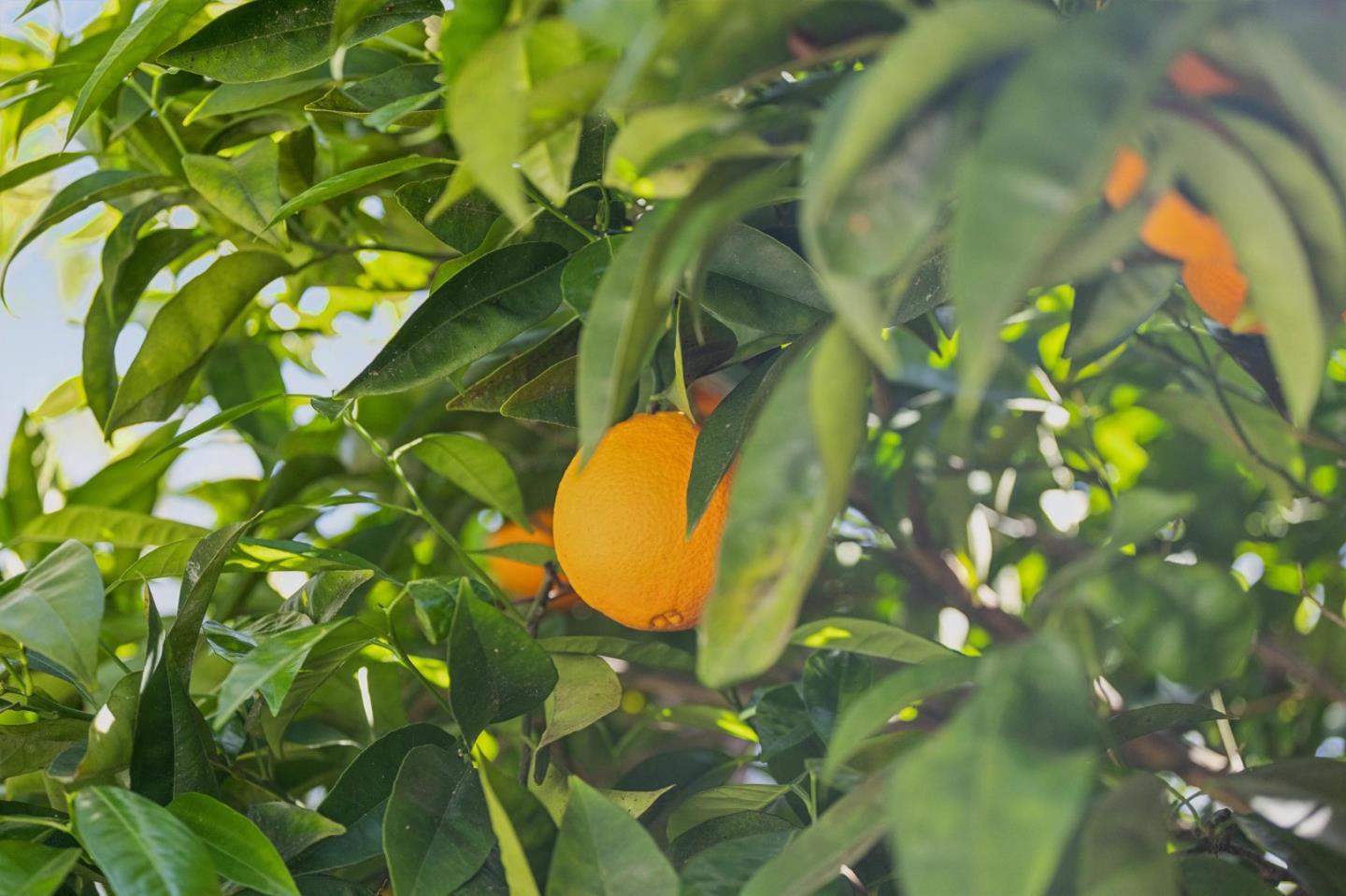 830 Monte Rosa Drive Menlo Park, CA 94025 - Photo 55 of 57