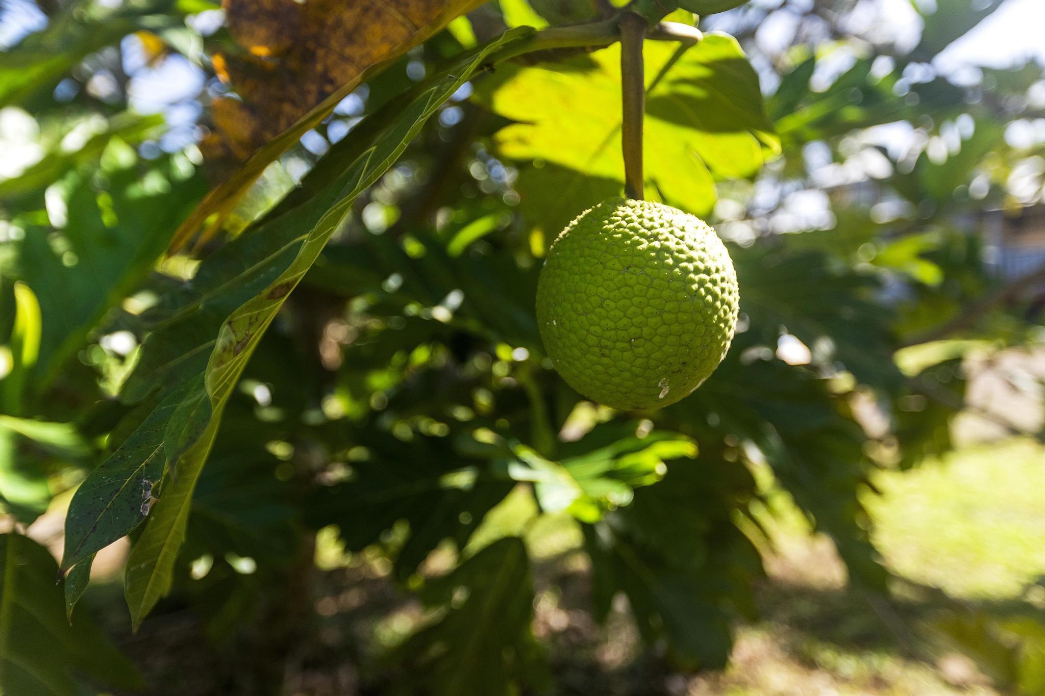 4174 Hana Highway Haiku, HI 96708 - Photo 12 of 30