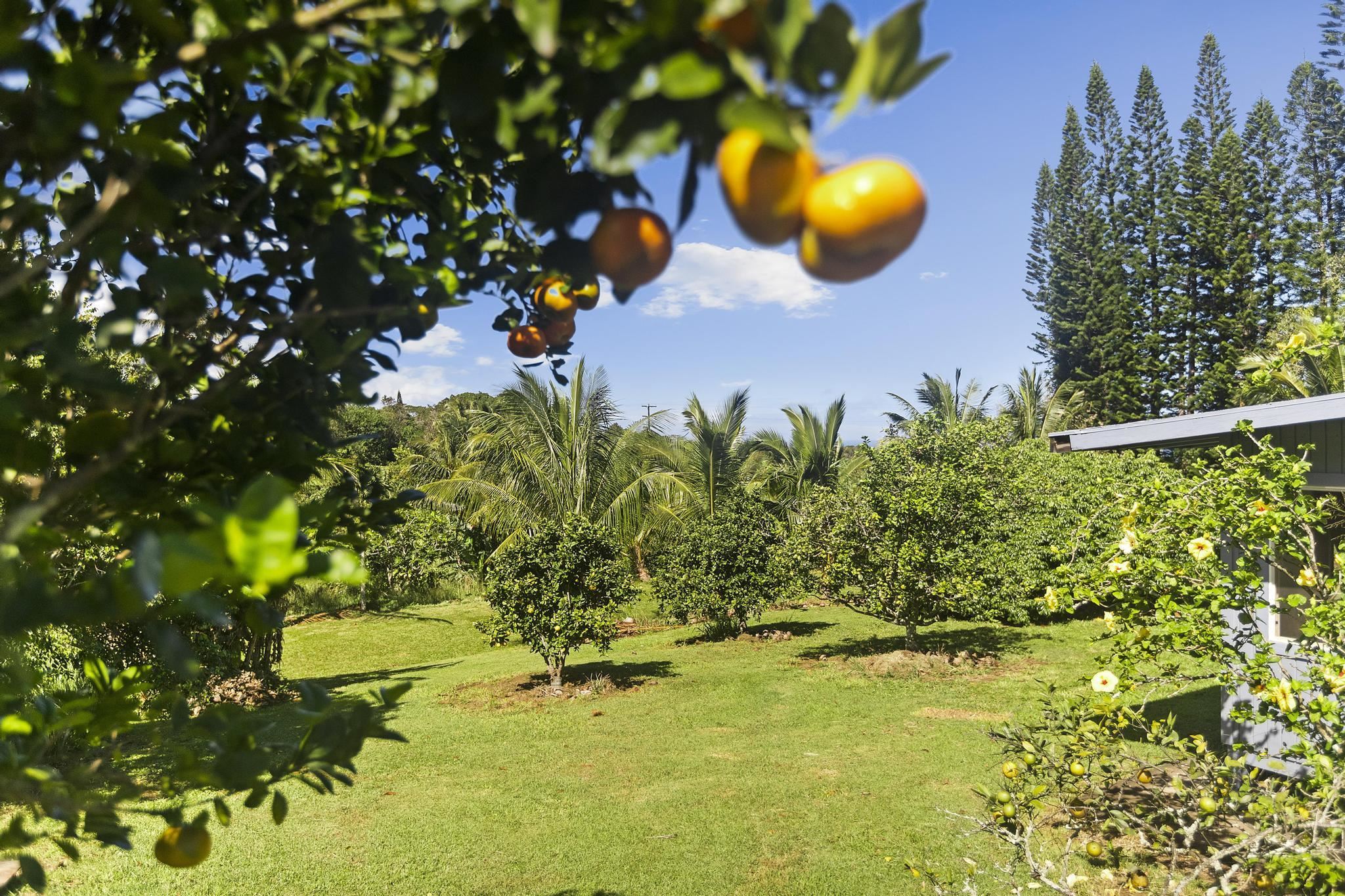 4174 Hana Highway Haiku, HI 96708 - Photo 13 of 30