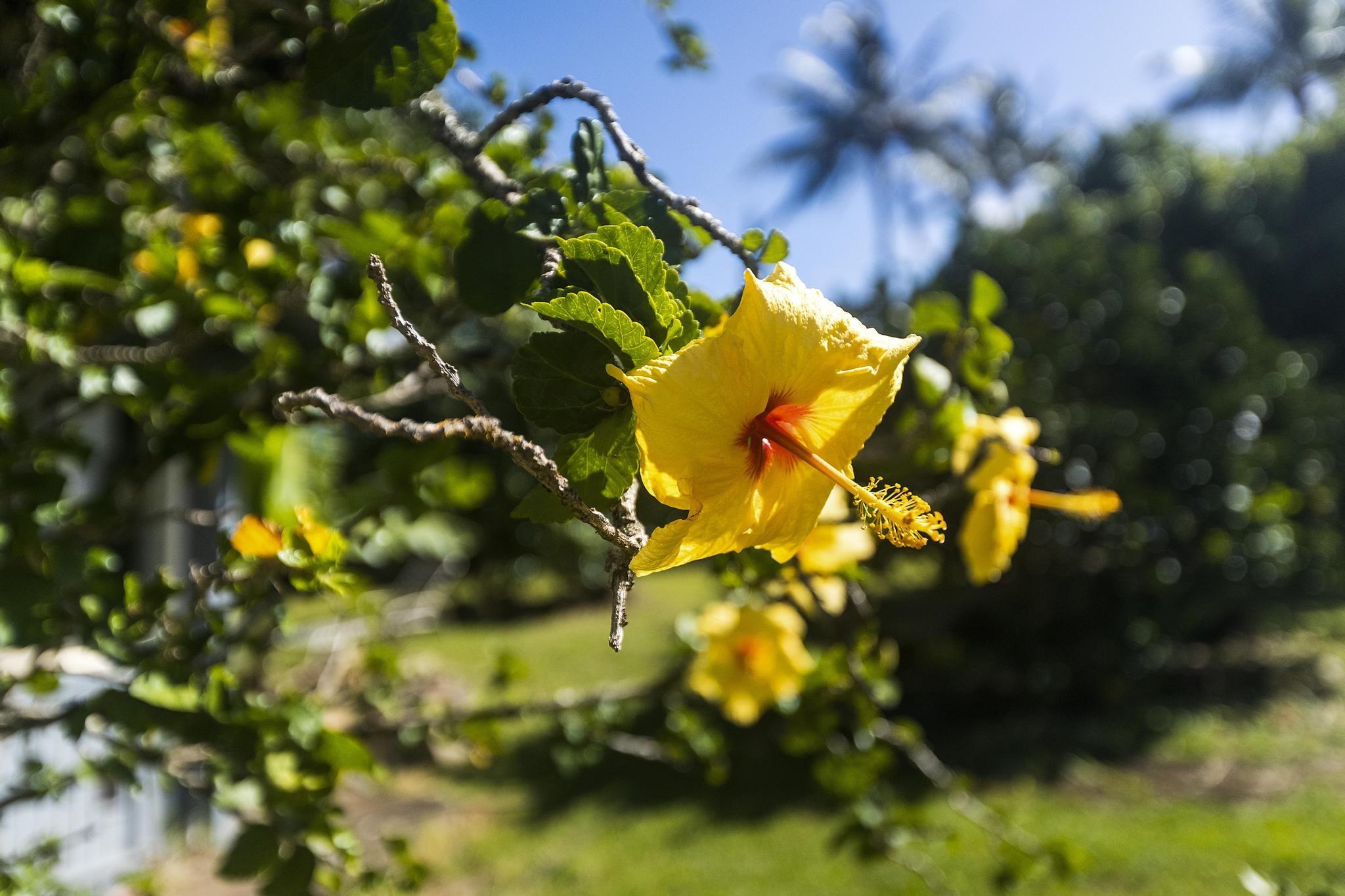 4174 Hana Highway Haiku, HI 96708 - Photo 25 of 30