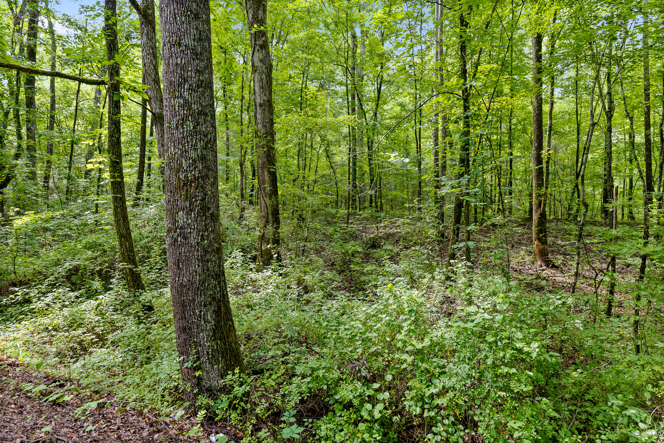 0 North Highway 27 LaFayette, GA 30728 - Photo 7 of 10 EWarren-9