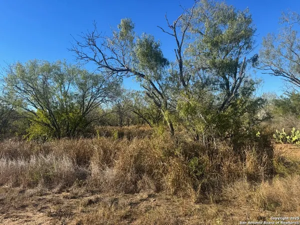 a view of a tree in a yard