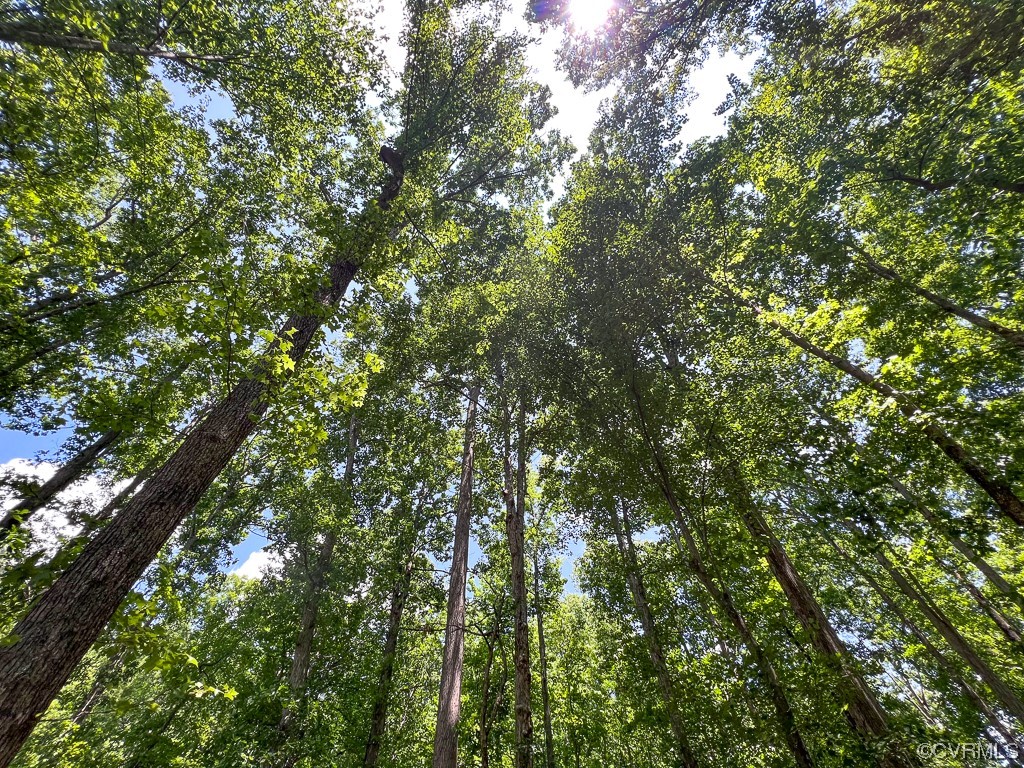 15163 Rice Road Beaverdam, VA 23015 - Photo 33 of 50 a view of a tree